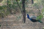 pic_28269.jpg