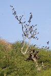 pic_29238.jpg