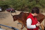 pic_29245.jpg