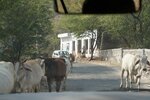 pic_29247.jpg