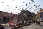 pic_29282.jpg