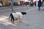 pic_29285.jpg