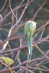 pic_29621.jpg
