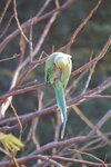 pic_29623.jpg