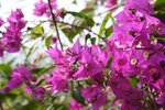 pic_29665.jpg