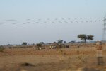 pic_29681.jpg
