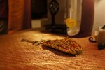 pic_29706.jpg