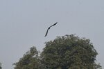 pic_30156.jpg