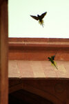 pic_30264.jpg