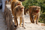 Facebook Animals Of Galta Ji