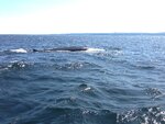 pic_30679.jpg