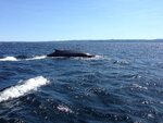 pic_30680.jpg