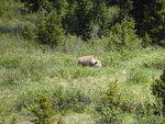 pic_33205.jpg