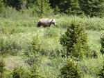 pic_33207.jpg
