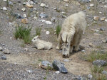 pic_33260.jpg