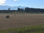 pic_33449.jpg