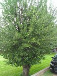 pic_40662.jpg
