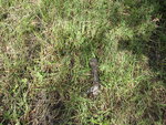pic_40725.jpg