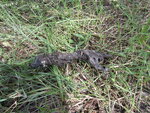 pic_40751.jpg