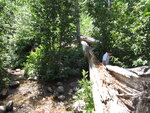 pic_40779.jpg
