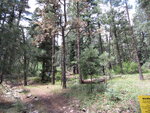 pic_40793.jpg