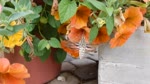 mov_2016-08-06@12-54-42.MOV