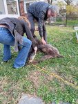 pic_59318.jpg