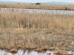 pic_59287.jpg