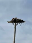 pic_59291.jpg
