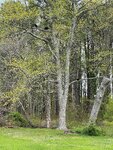 pic_59301.jpg