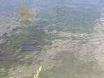 pic_60081.jpg