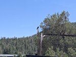 pic_60086.jpg