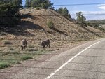 pic_60147.jpg