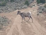 pic_60169.jpg