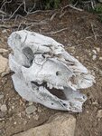 pic_60192.jpg