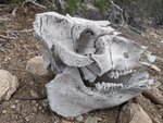 pic_60194.jpg