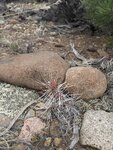 pic_60197.jpg