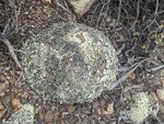 pic_60198.jpg