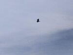 pic_60202.jpg