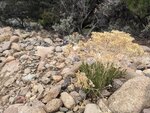 pic_60206.jpg