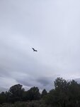 pic_60208.jpg