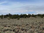 pic_60639.jpg