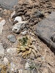 pic_60695.jpg