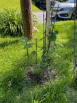 pic_60798.jpg