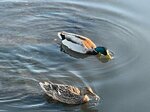 pic_62779.jpg