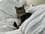 pic_62826.jpg