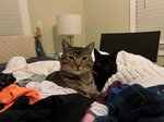 pic_62860.jpg