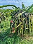 pic_099080.jpg