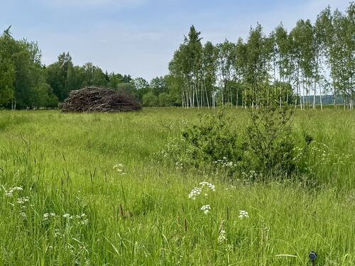 Wood piles