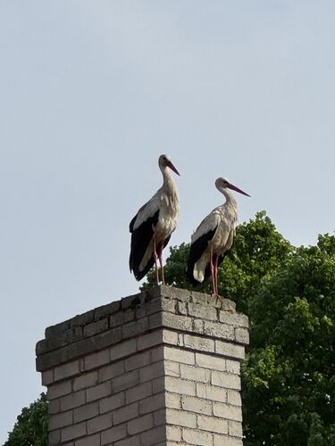 Storks, many more sitings to come